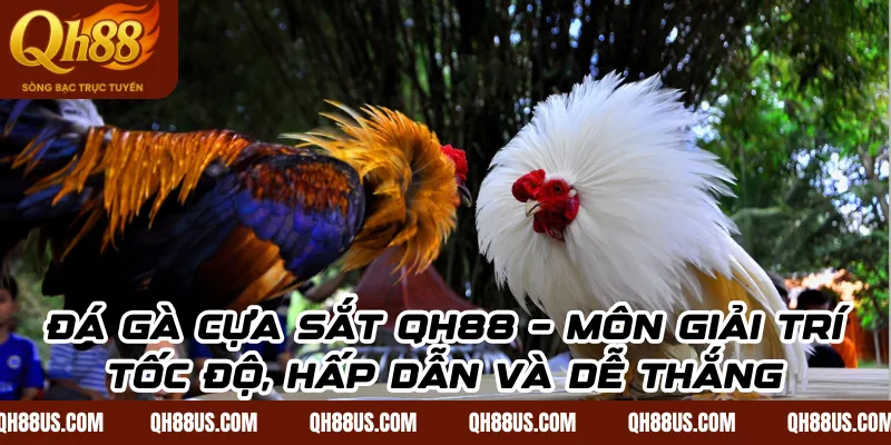 Đá gà cựa sắt QH88 – Môn giải trí tốc độ, hấp dẫn và dễ thắng